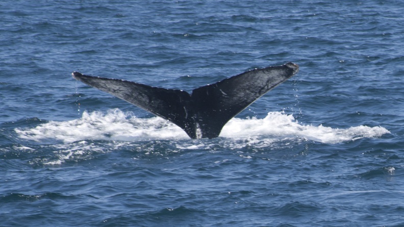 321-3923 Humpback Whale.jpg